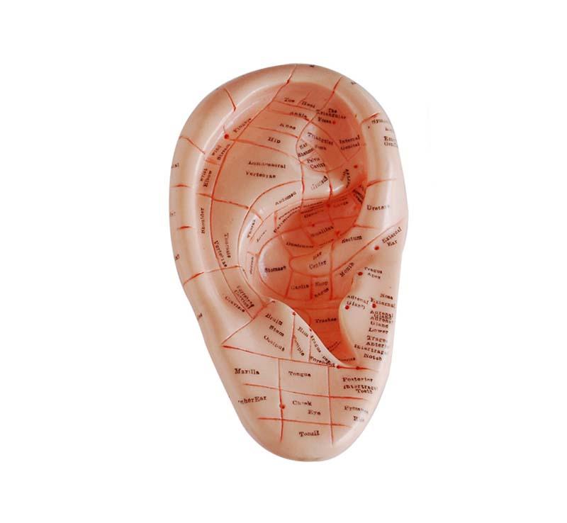 XC-514A Massage Ear Model 17CM