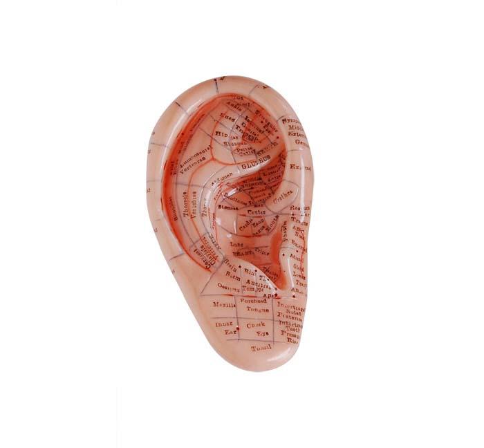 XC-514B Massage Ear Model 12CM