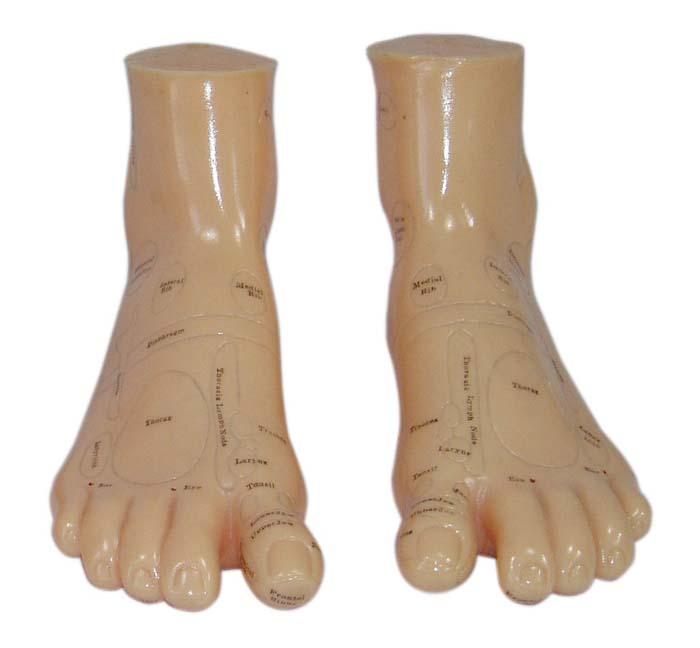 XC-515A Massage Foot Model 17CM