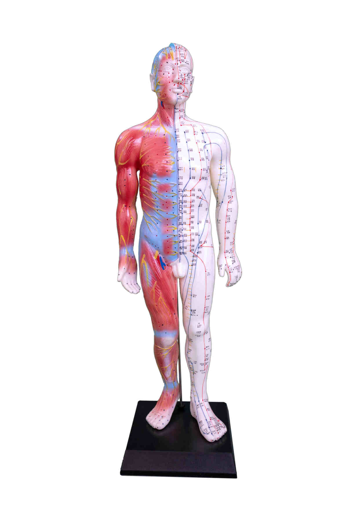 XC-517A Acupuncture & Muscle Model 55CM Male