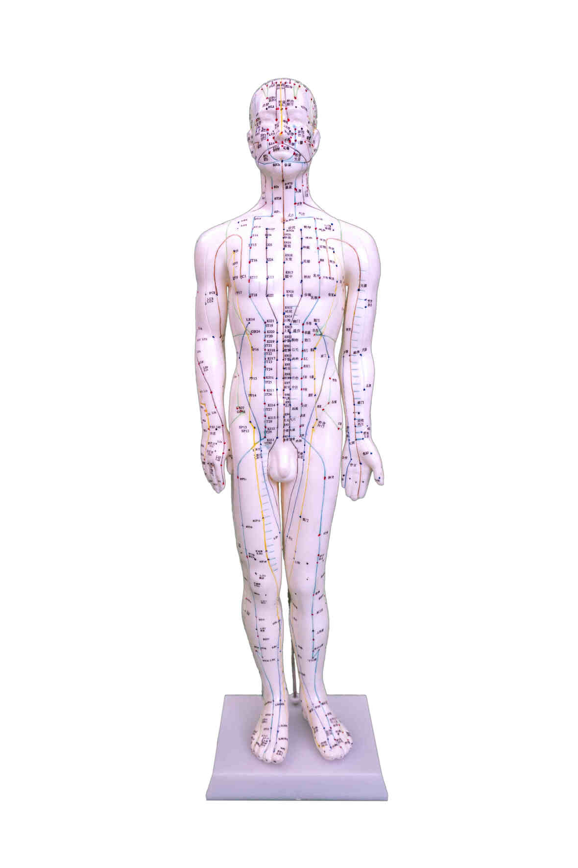XC-518 Acupuncture Model 60CM