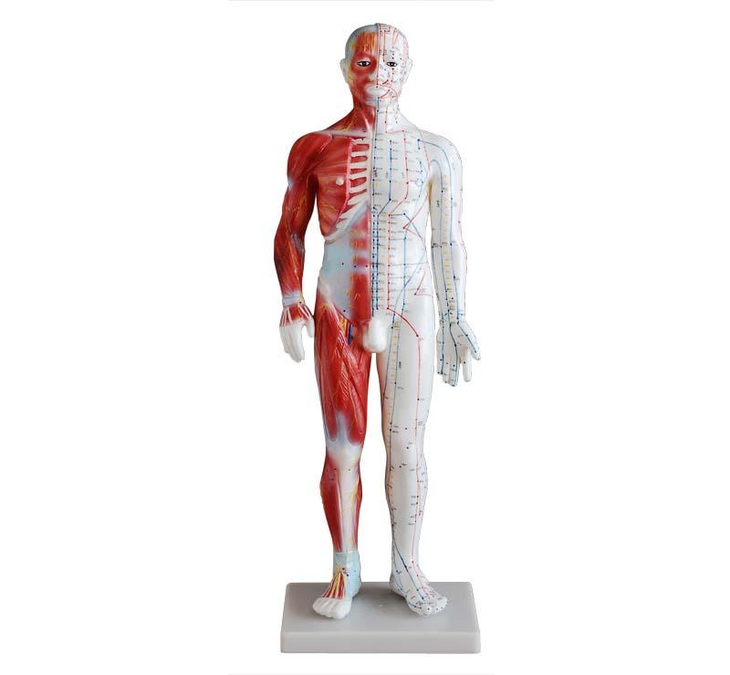 XC-518A Acupuncture & Muscle Model 60CM Male