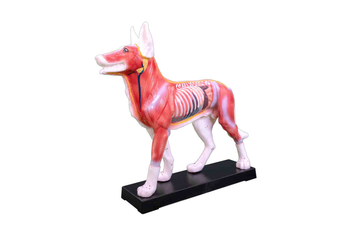 XC-601 Dog Acupuncture Model