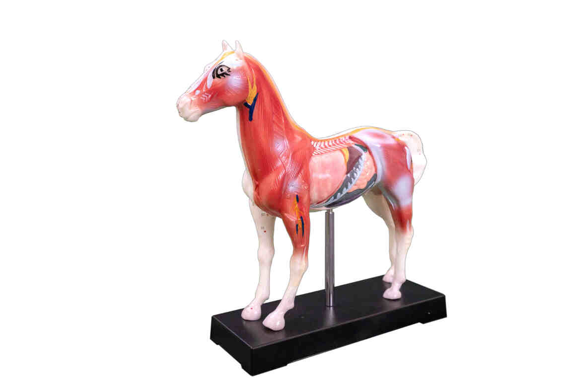  XC-602 Horse Acupuncture Model