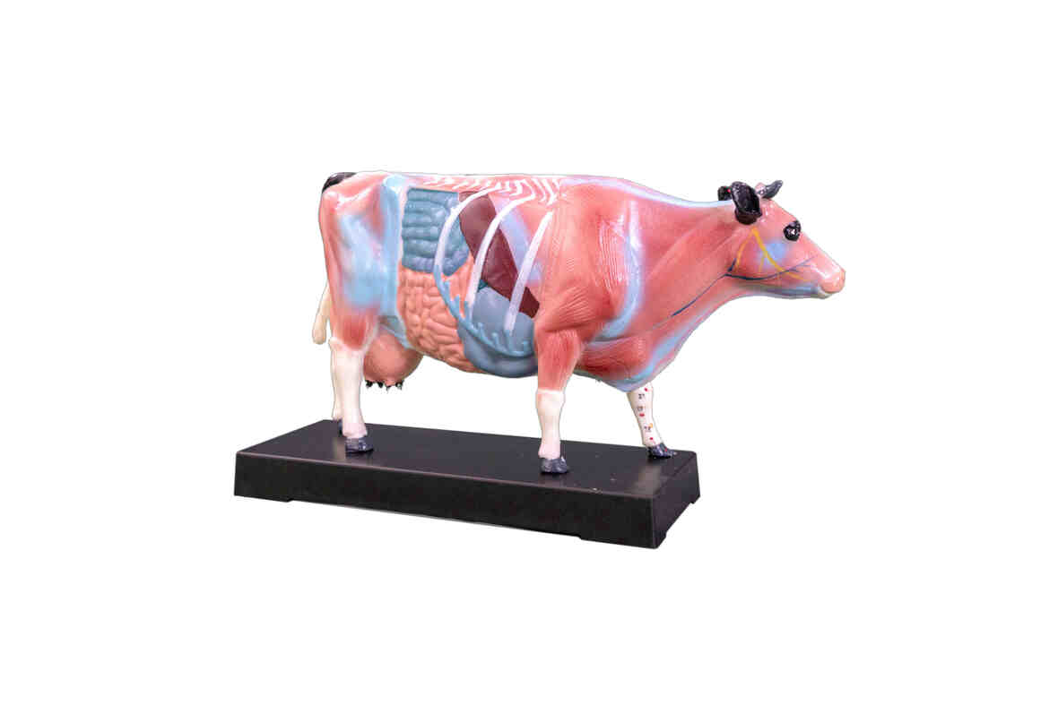  XC-603 Cattle Acupuncture Model