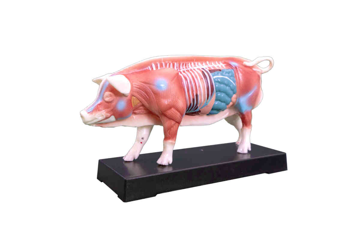  XC-604 Pig Acupuncture Model