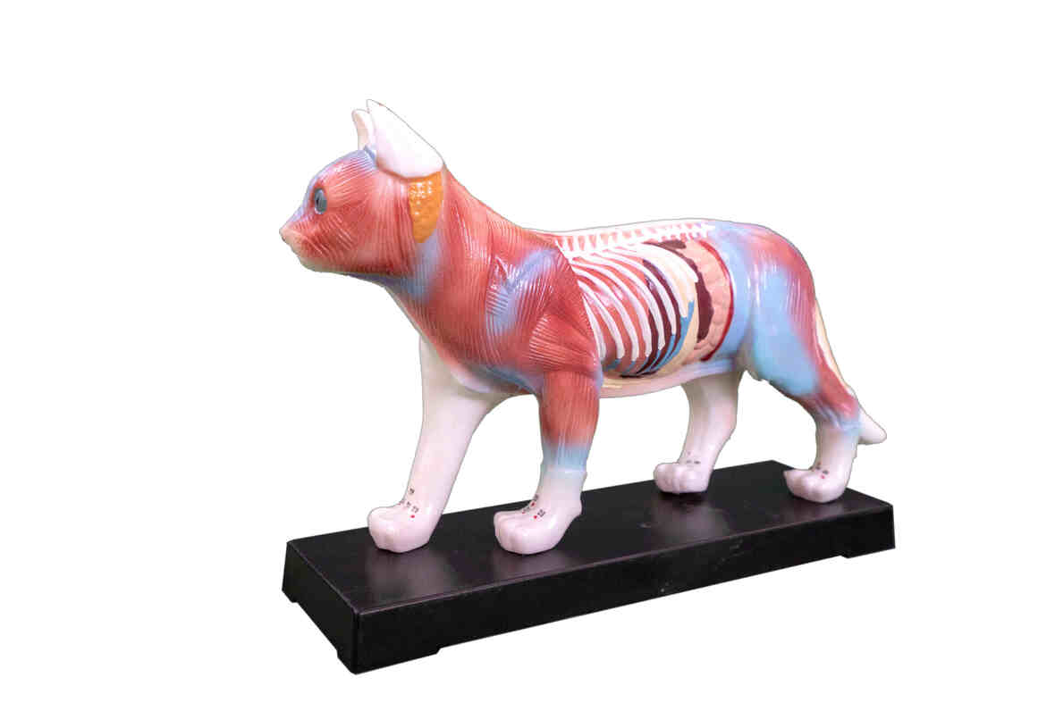  XC-605 Cat Acupuncture Model